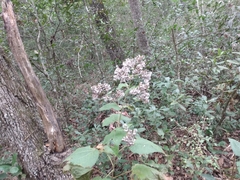 Peteravenia malvifolia