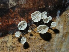 Cryptomarasmius rhopalostylidis