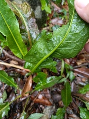 Rumex japonicus