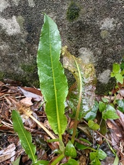 Rumex japonicus