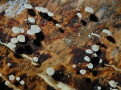 Cryptomarasmius rhopalostylidis