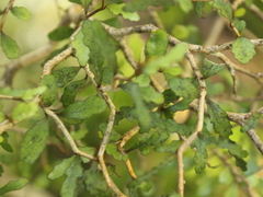 Elaeocarpus hookerianus