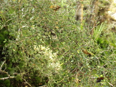 Elaeocarpus hookerianus