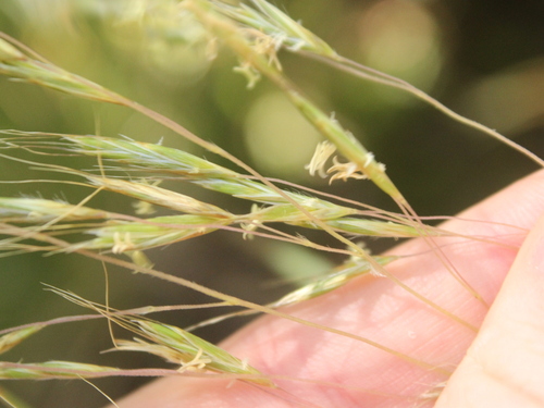 Image of Chionochloa cheesemanii by (c) Joe Dillon, some rights reserved (CC BY)