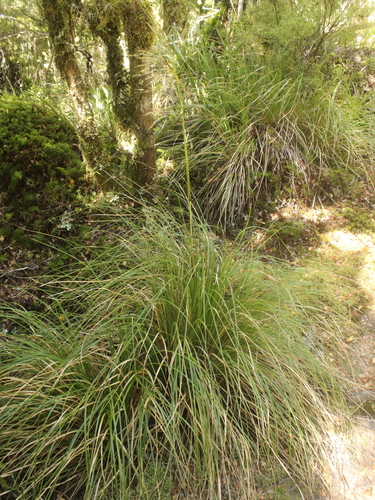 Image of Chionochloa cheesemanii by (c) Joe Dillon, some rights reserved (CC BY)