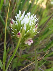 Castilleja ambigua
