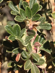 Polylepis tarapacana