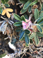 Polylepis tarapacana