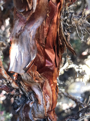 Polylepis tarapacana