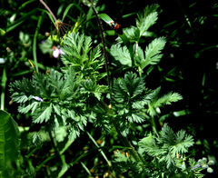 Erodium cicutarium