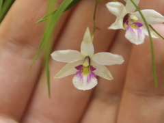 Dendrobium cunninghamii