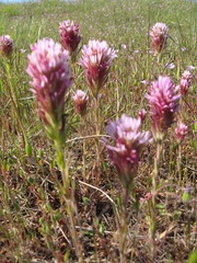 Castilleja densiflora