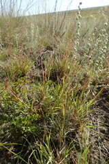 Cleistogenes squarrosa