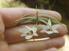 Dendrobium cunninghamii