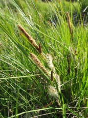 Carex barbarae