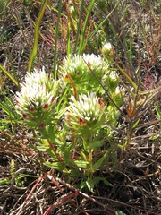 Castilleja ambigua