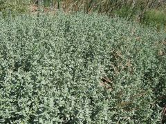 Frankenia salina
