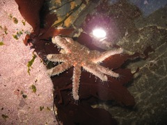 Pycnopodia helianthoides