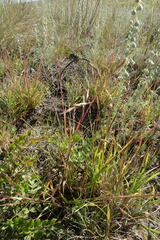 Cleistogenes squarrosa