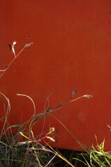 Cleistogenes squarrosa