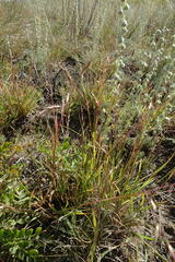 Cleistogenes squarrosa