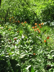 Lilium pardalinum shastense