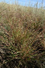 Cleistogenes squarrosa