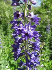 Delphinium glaucum
