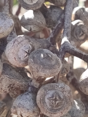 Eucalyptus punctata