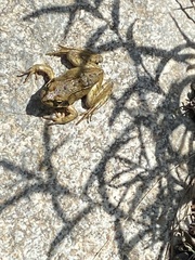 Rana chensinensis