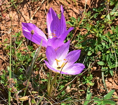 Colchicum bivonae