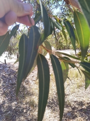 Eucalyptus punctata
