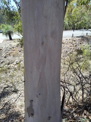 Eucalyptus punctata