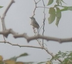 Prinia