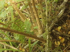 Cyathea colensoi