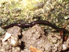 Kontikia ventrolineata