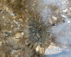 Anthopleura dixoniana