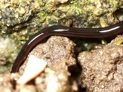 Kontikia ventrolineata