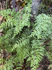 Lindsaea trichomanoides