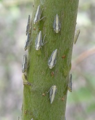 Graphocephala confluens