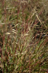 Cleistogenes squarrosa