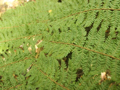 Cyathea colensoi