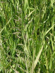 Torreyochloa pallida