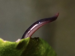 Kontikia ventrolineata