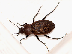 Carabus ulrichii