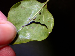 Kontikia ventrolineata