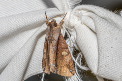 Ercheia cyllaria