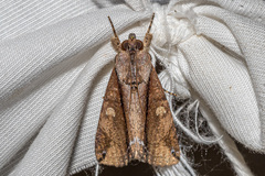 Ercheia cyllaria