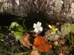 Epilobium pedunculare