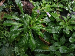 Mazus fauriei